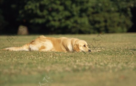金毛猎犬图片