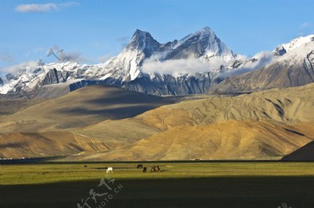 珠穆朗玛峰珠峰草园牛羊西藏日喀则山峰图片