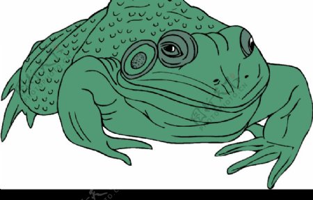 青蛙53图片
