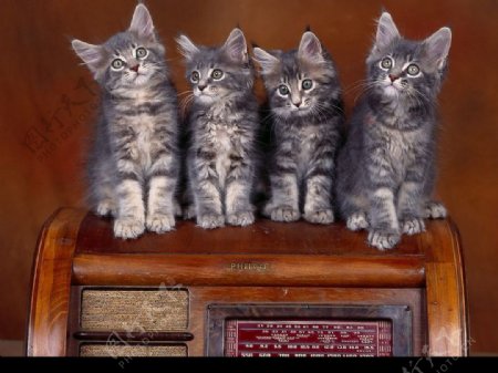 4只小猫图片