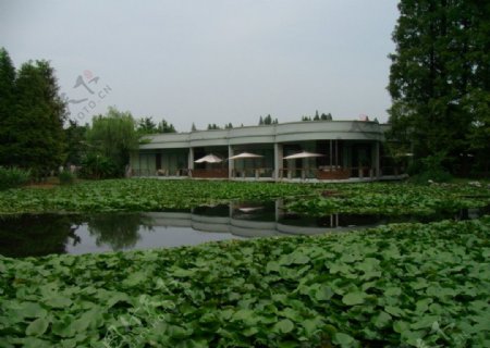 杭州花圃绿萍图片
