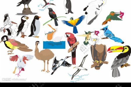 矢量动物鸟类图片