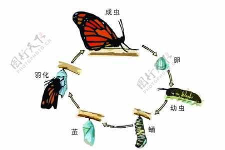 蝴蝶完全变态过程矢量图片