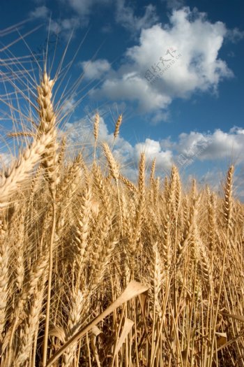 蓝天下成熟的麦子图片