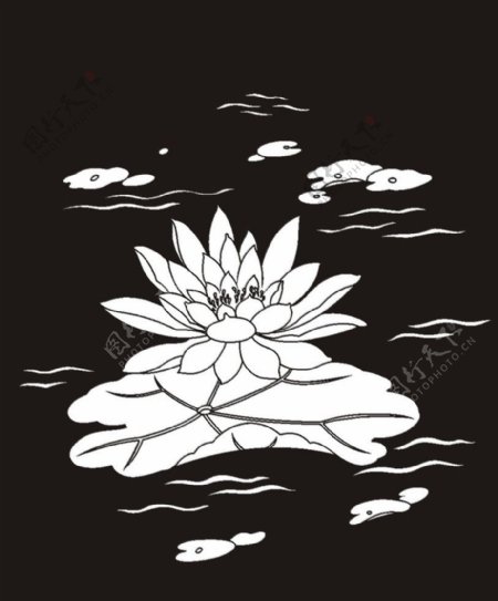 荷花莲花黑白图图片