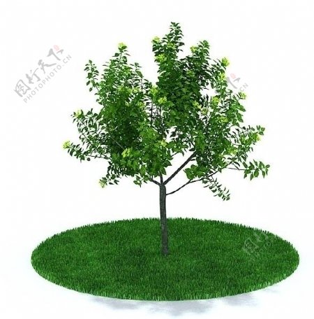 3D精细树木模型图片