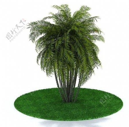 3D绿色树木模型图片