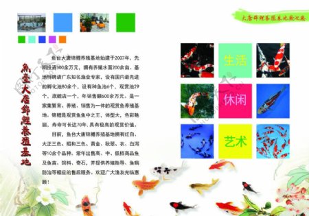 锦鲤宣传册图片