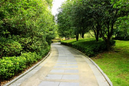 植物园里的道路图片