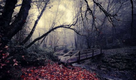 幽暗森林小桥图片