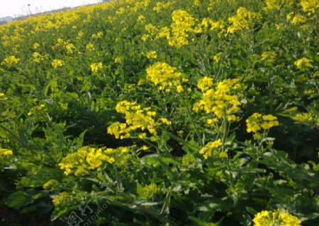 三月黄色油菜花背景图片
