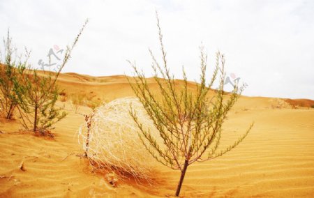 库布齐沙漠图片