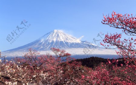 富士山春色图片