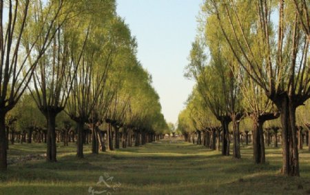 春天的柳树林图片