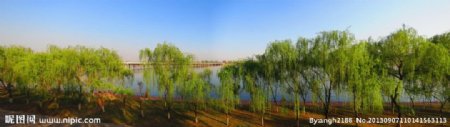 洛河旁的柳树图片