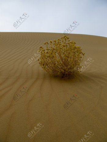 沙漠中的植物图片