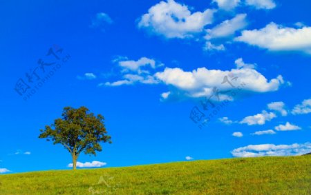 蓝天白云草原大树图片