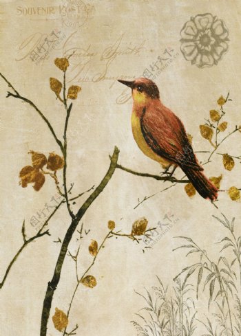 古典画鸟图片