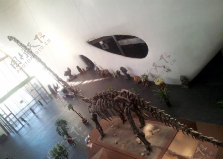 鄂尔多斯博物馆恐龙展图片