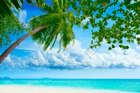 海洋沙滩椰子树图片