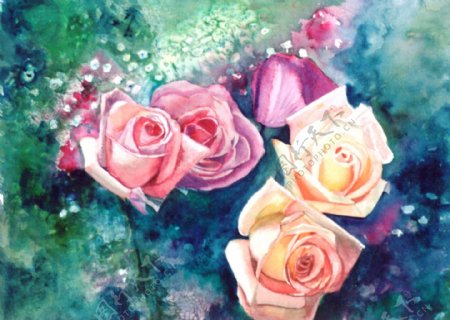 玫瑰水彩画图片