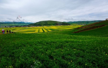 门源油菜花图片