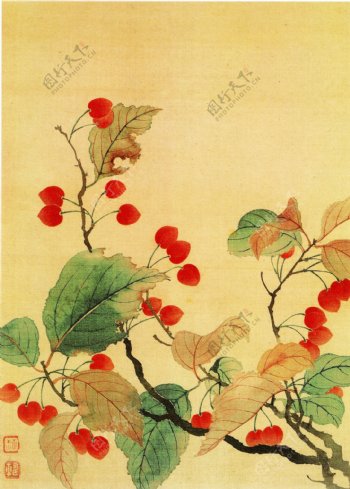 秋海棠图图片