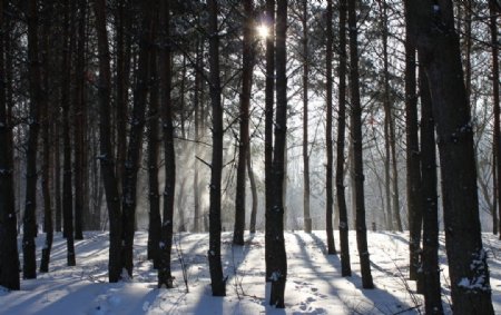 冬天下雪森林景色图片