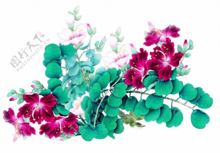 中国风紫荆花鸟图片
