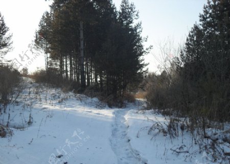 自然雪景图片