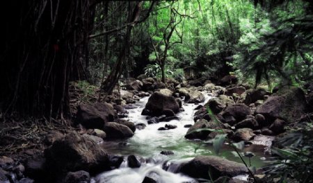 热带雨林中悠闲的小溪图片