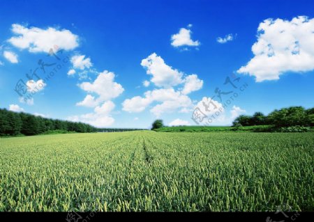 绿茵蓝天白云图片