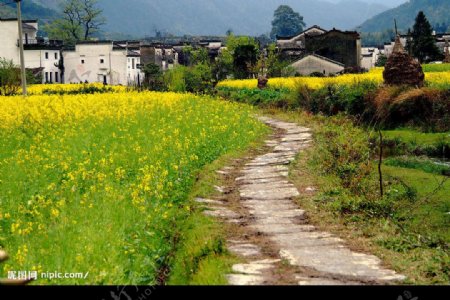 春天气息的乡间小路图片