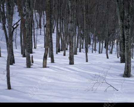 白色冬景树林雪地图片