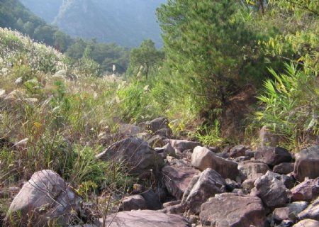 漫山遍野图片