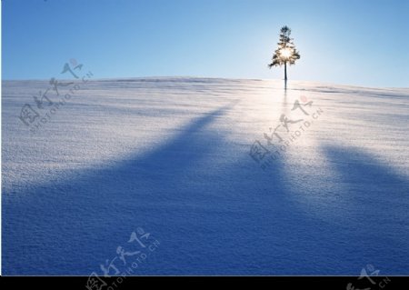雪地阳光小树图片