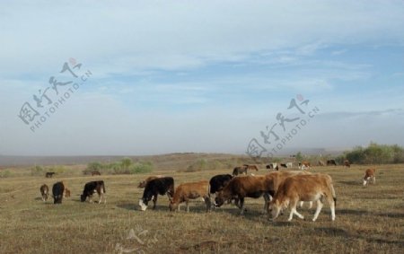 喀纳斯的牛群图片