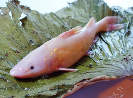 北江红鮰鱼图片