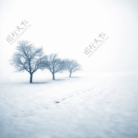 雪地里的三棵树图片