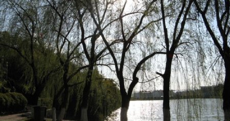 湖边垂柳图片