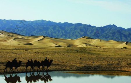 蒙古骆驼图片
