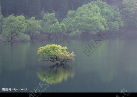 湖中树图片