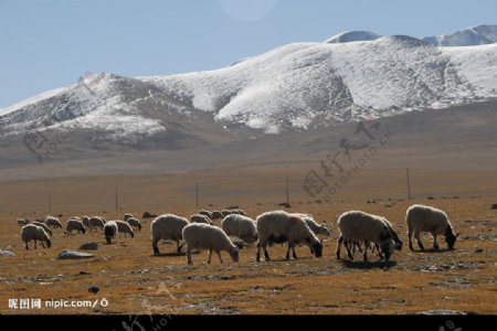 西藏之行美图7图片
