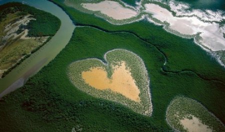 法属波利尼西亚的海滩红树林图片