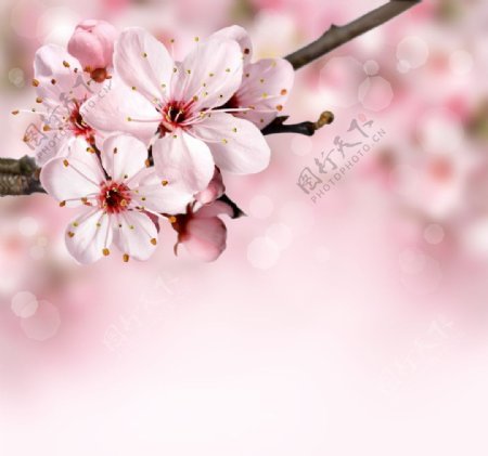 粉色梅花背景图片