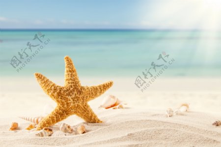 阳光沙滩海星图片