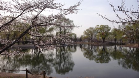 玉渊潭的樱花图片