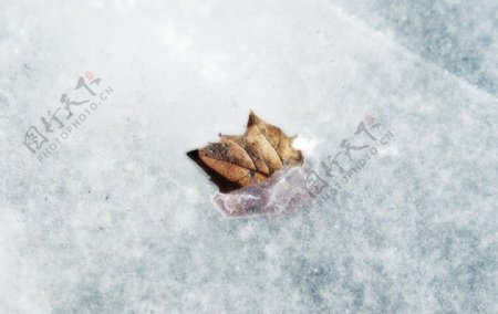 冰里的树叶图片
