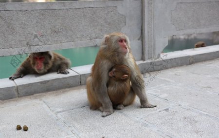 云台山猕猴图片