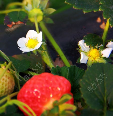 草莓之花生果图片